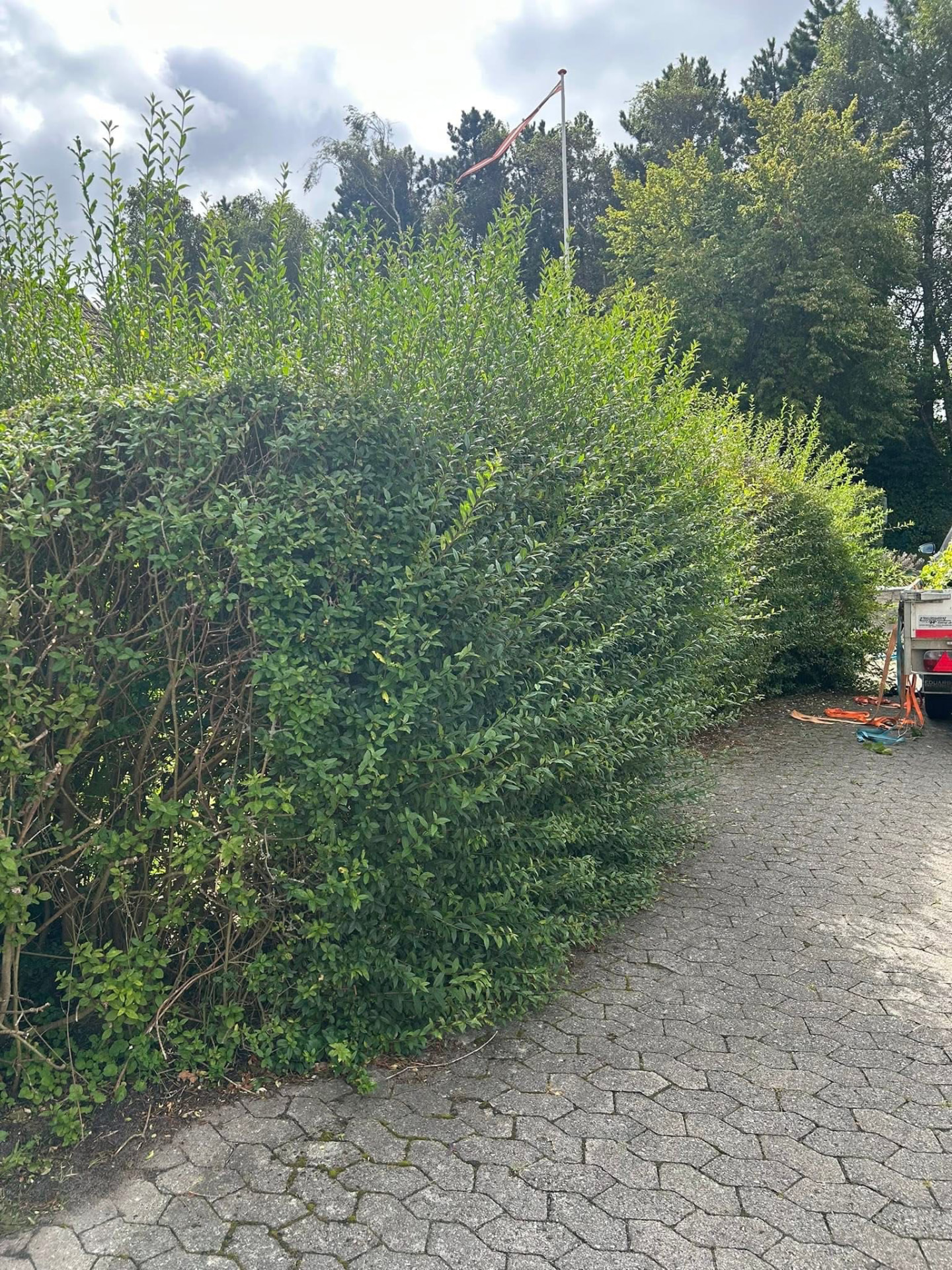 Overgroet hæk mod indkørsel — før