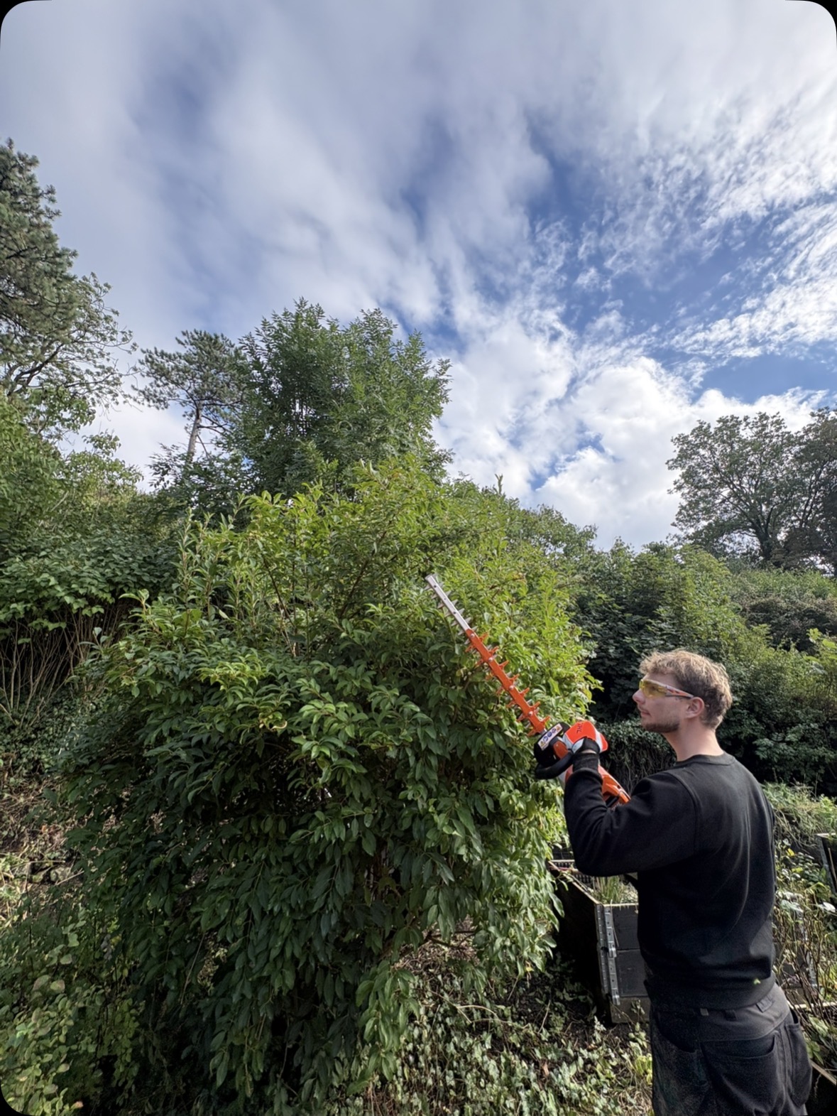 Medarbejder fra Barfoed & Ballegaard klipper en hæk med professionelt udstyr